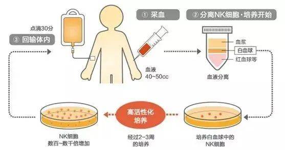 nk细胞疗法另外,免疫细胞能够高效识别并清除体内衰老,凋亡的细胞