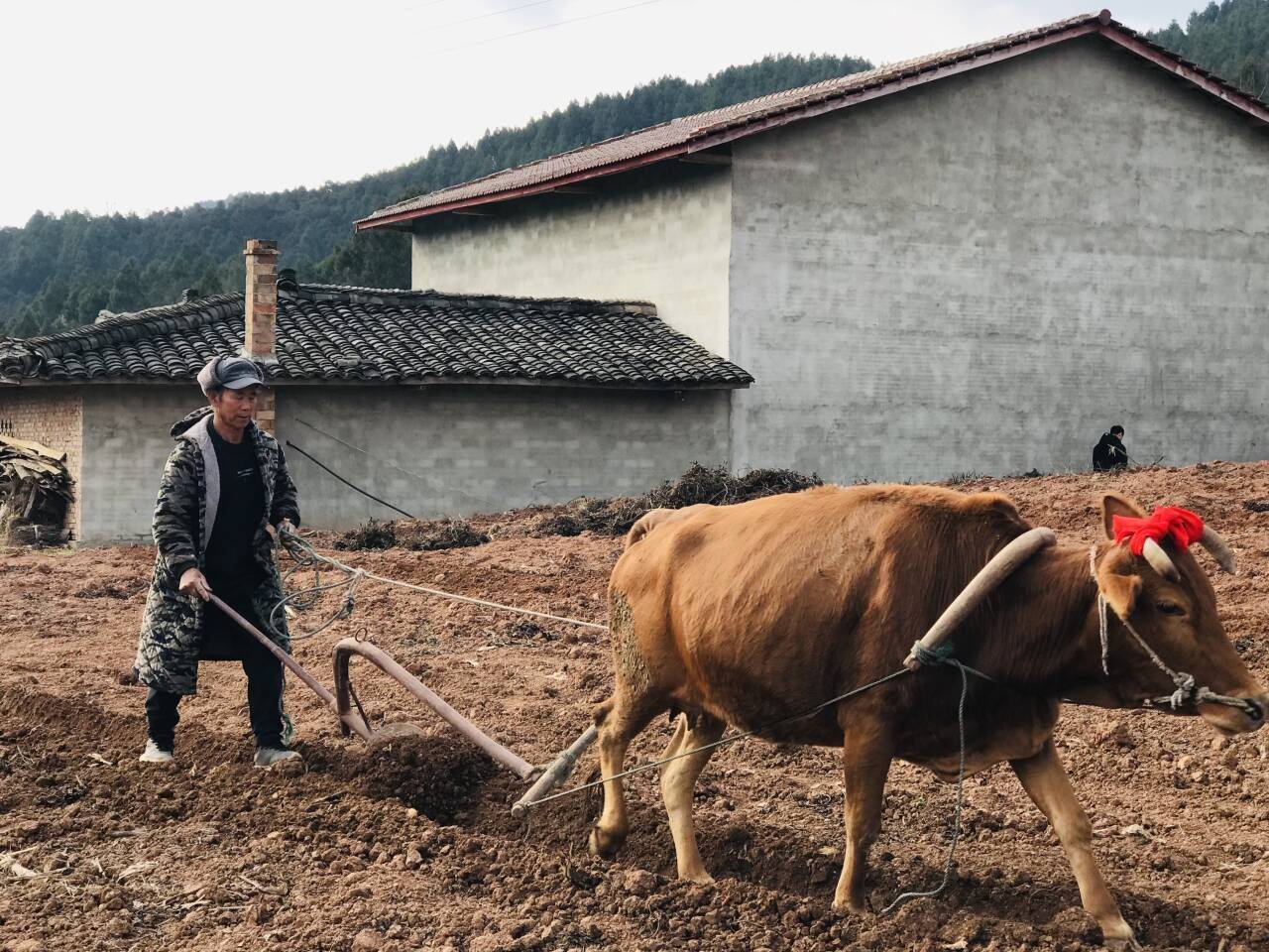 四川梓潼:自强镇耕牛披红犁地迎新春