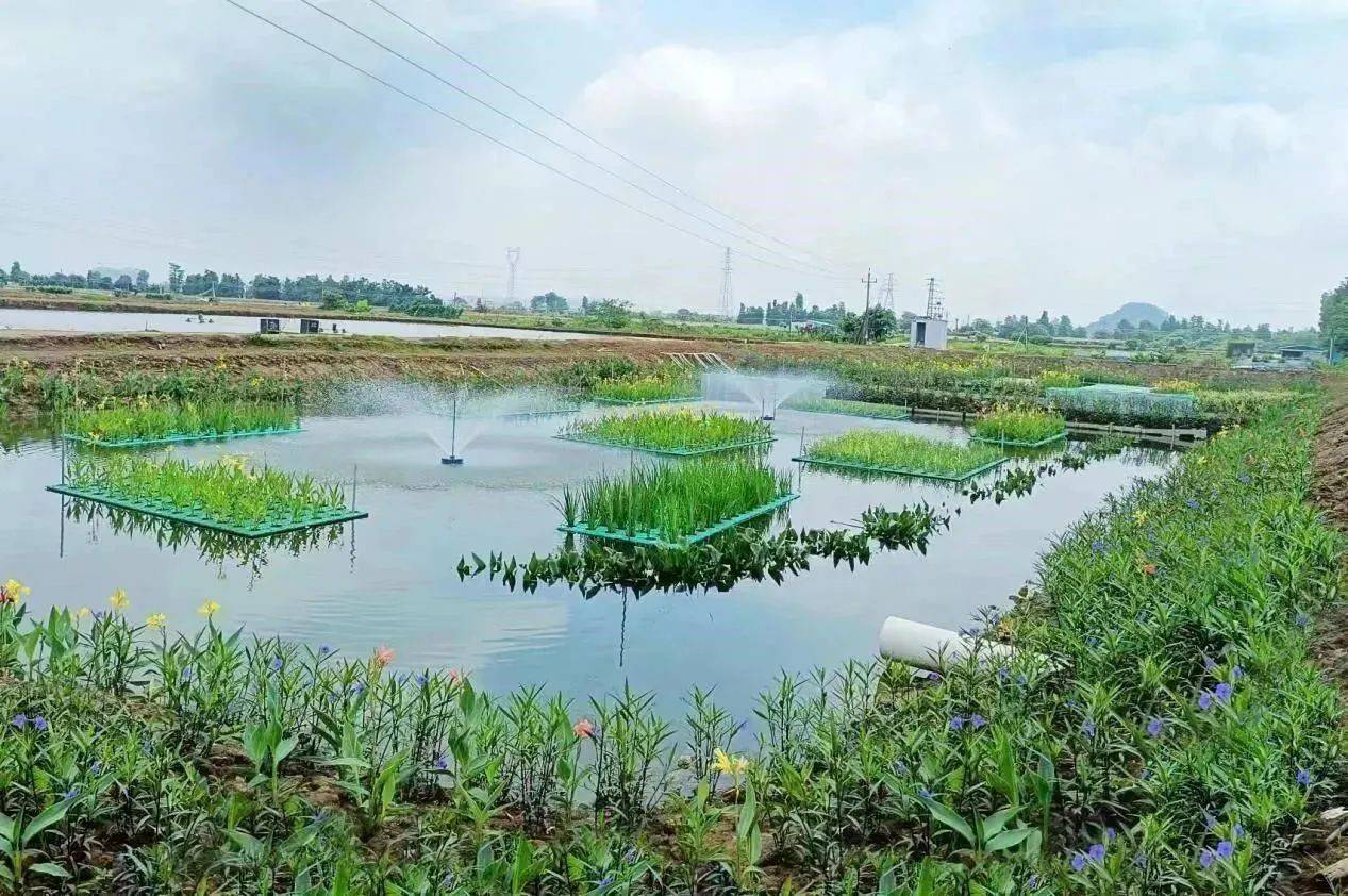 东方园林研发实用新型专利,用于治理乡村鱼塘尾水_养殖_中山市_水质