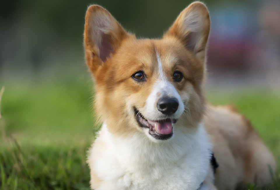 让我告诉你,一只纯种的"柯基犬"大概多少钱,别买贵了_狗狗_价格_建议