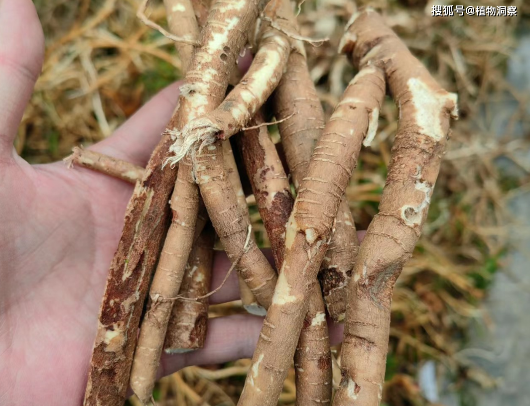 黄芪树长什么样图片图片