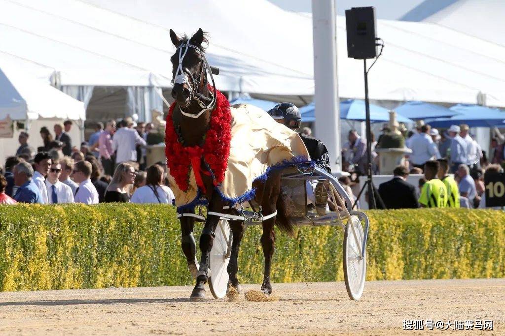 最伟大的新西兰走马,赢过15场一级赛的超级种公马:"拉撒路"(lazarus)