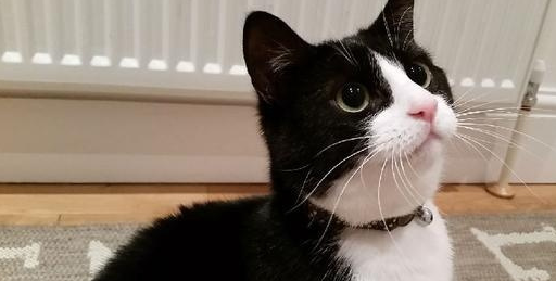 什么样的猫既便宜又容易养?总有一个适合你_价格_暹罗_繁育