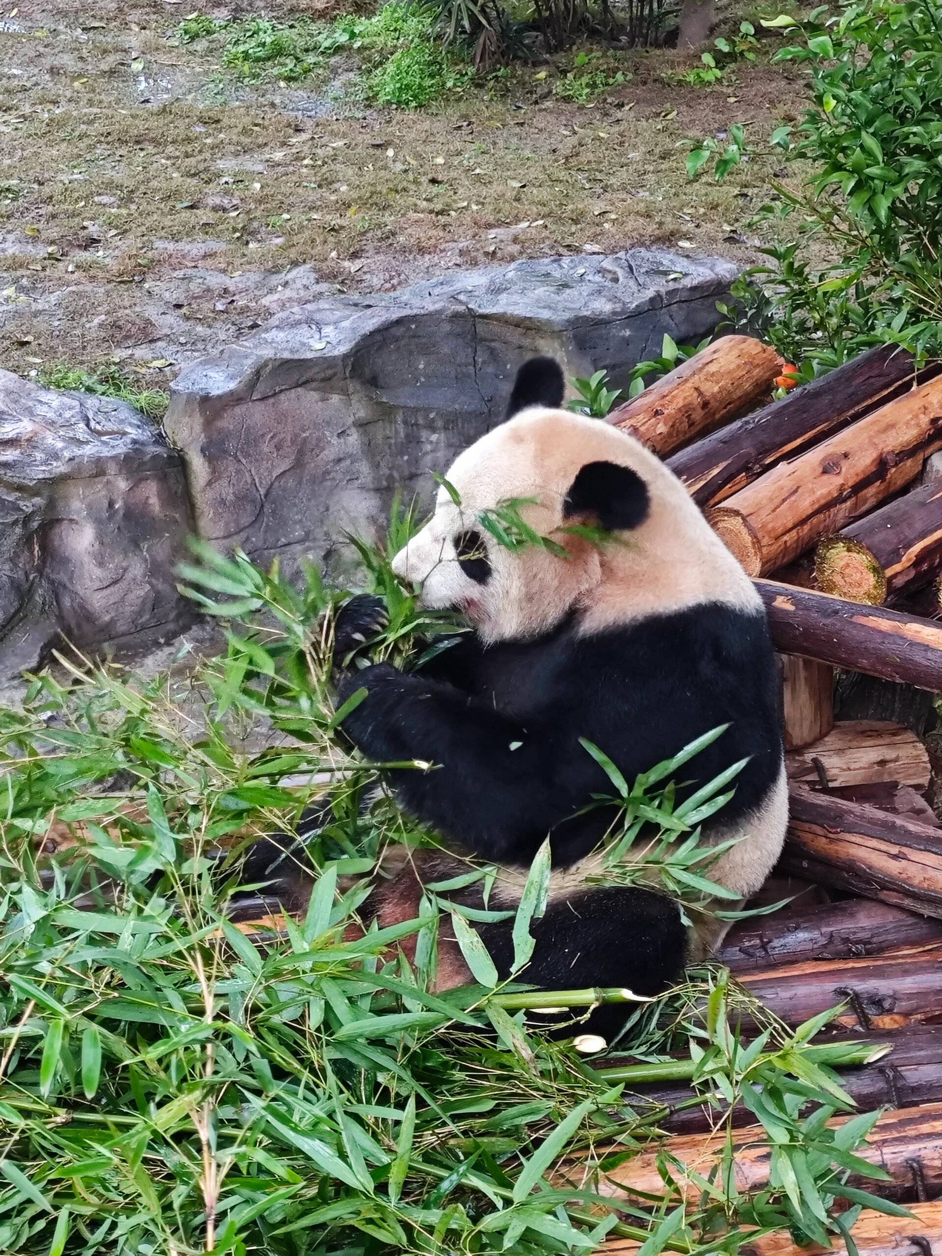重庆动物园必备攻略!太有用了!_大熊猫_声音_参考