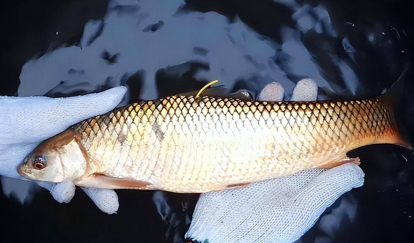 南方水域圈地为王的外来鱼,繁衍了40多年,却被人误认为是草鱼!