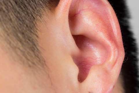 人体耳朵正常体温图片