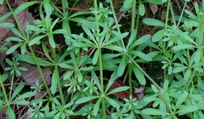 农村一野草牛粪底下才有,连猪都不吃,今却成稀罕物卖