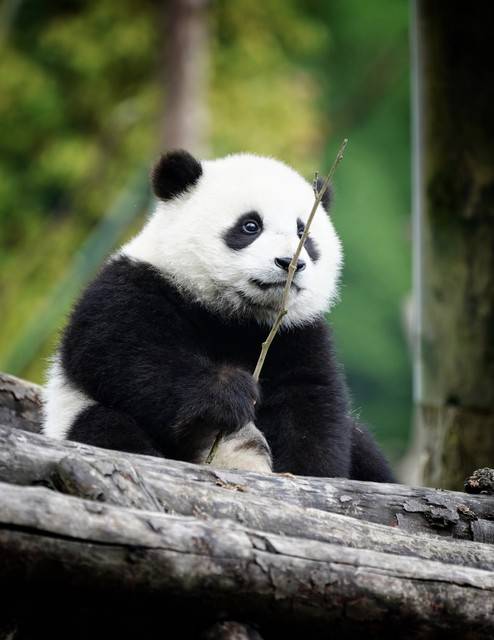 国宝大熊猫:为何数量如此稀少?_繁殖_天敌_全球