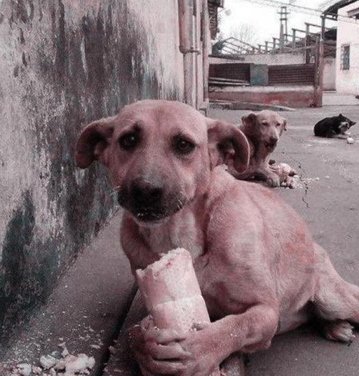 吃了东西后,狗倒在地上,那人几乎瘫倒在地上_流浪狗_男人_因为