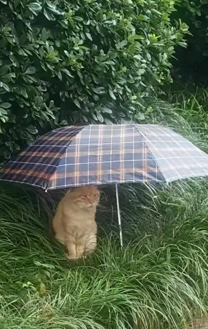入冬后的下雨天,铲屎官看到流浪猫躲雨的样子,像极了韩剧的剧情_猫咪