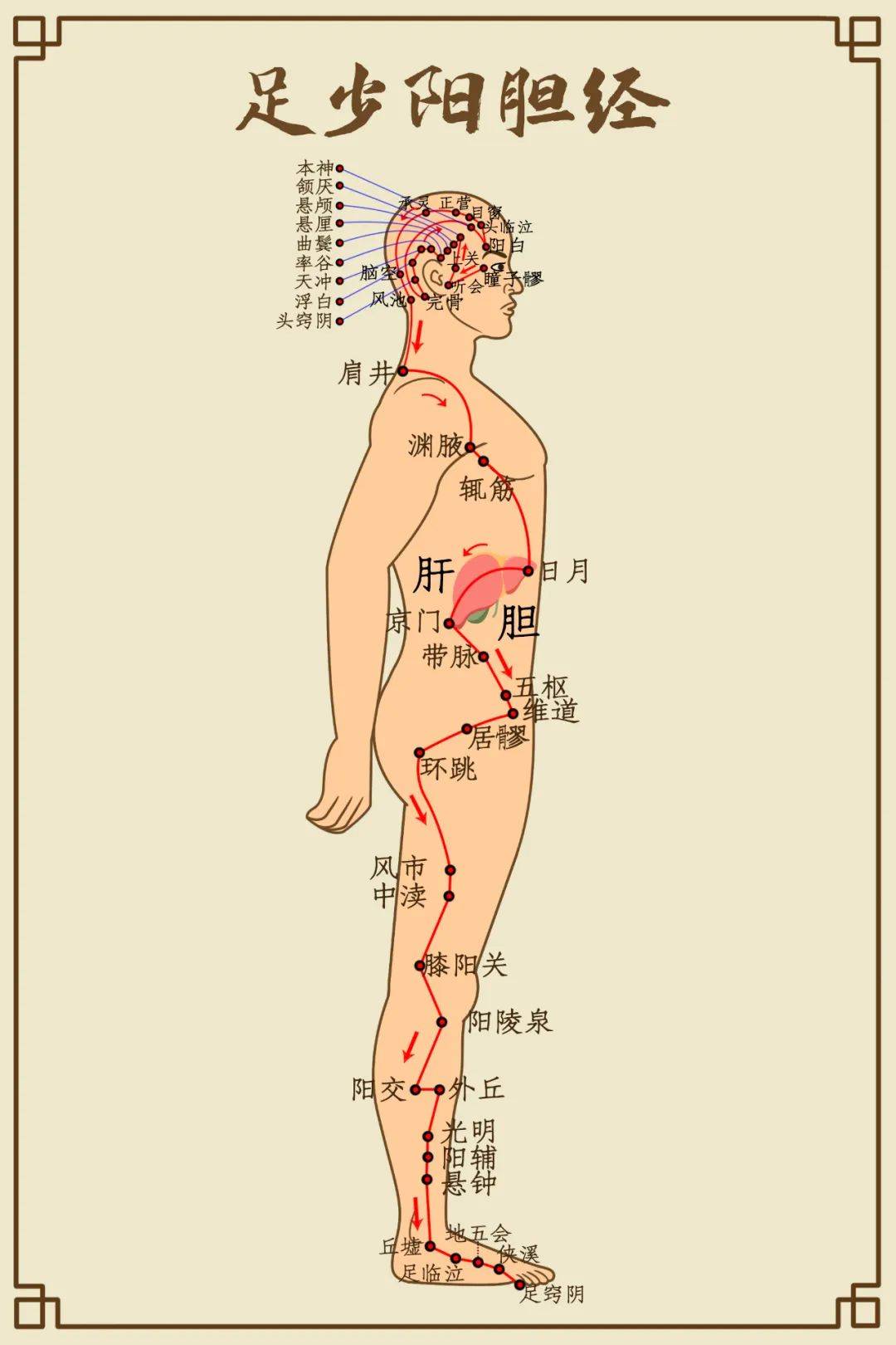 大腿内侧经络图 肝经图片