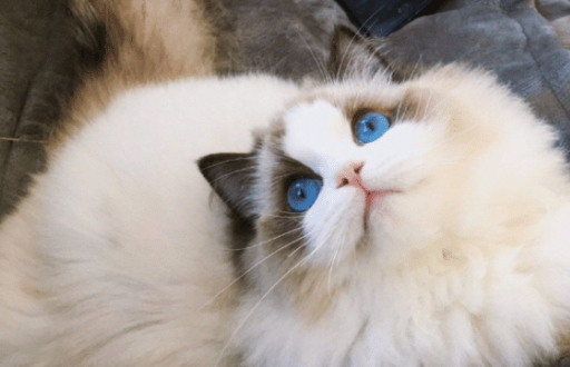 布偶猫是什么样的猫咪呢,怎么挑选布偶猫呢,怎么养猫?