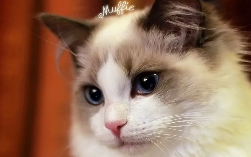 第一名不用猜我就知道是它