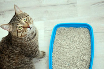 爱猫突然发狂了?是受啥刺激了吗?四个线索帮您理清前