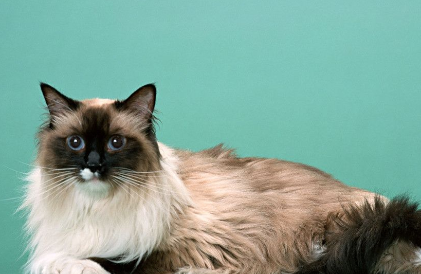 9伯曼猫所以你看我们国家的猫咪真的一点都不比外来品种猫咪差!
