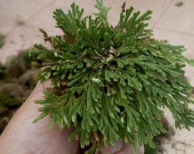 除了以上的优点,九死还魂草还极具观赏的价值.