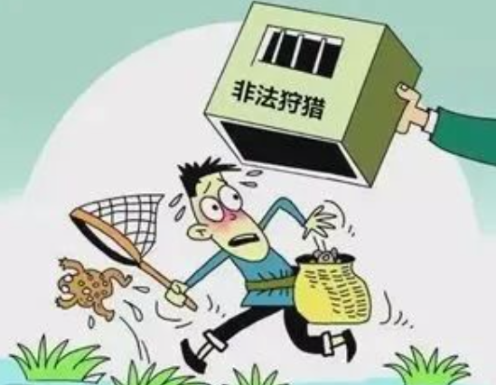 当日,廖某携带麻袋等捕猎工具前往水渠附近,捕猎黑斑蛙四十只,后被