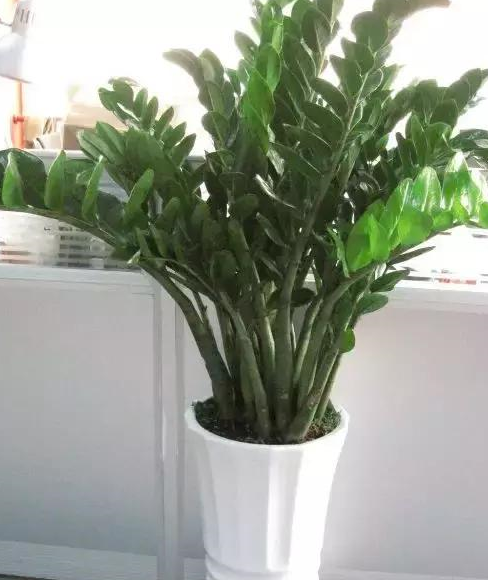 金钱树掌握这4点,养1盆旺1盆,叶子又肥又绿使劲冒芽!