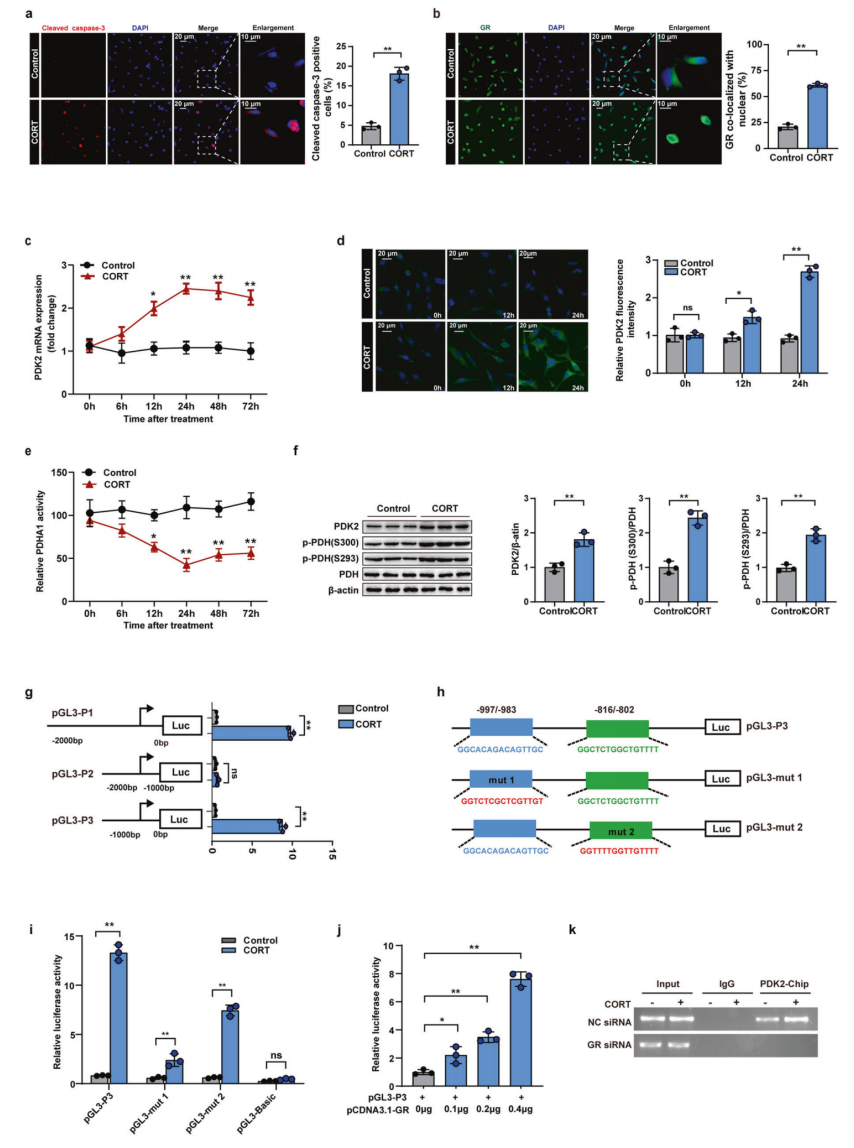 对神经元凋亡和gr转运的影响,发现cort处理显著提高了cleaved caspase