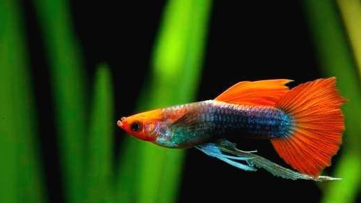 养孔雀鱼能不能用绿水?当然可以,不仅能养好还能养得