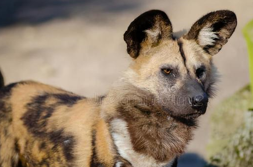 快停止豺狗模式,学长颈鹿的"非暴力沟通"吧_特点_攻击性_心脏
