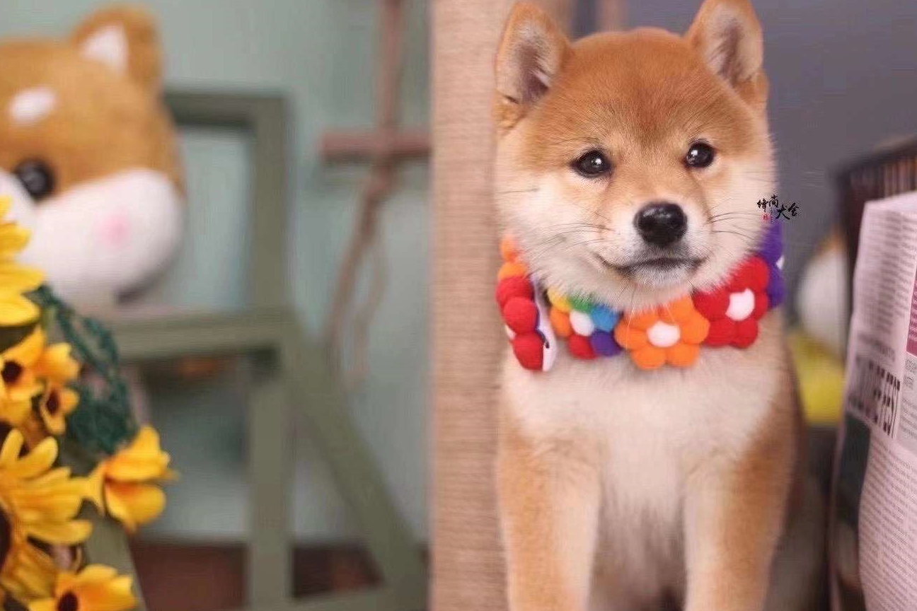 柴犬性格暴躁爱咬人?柴犬适合新手?