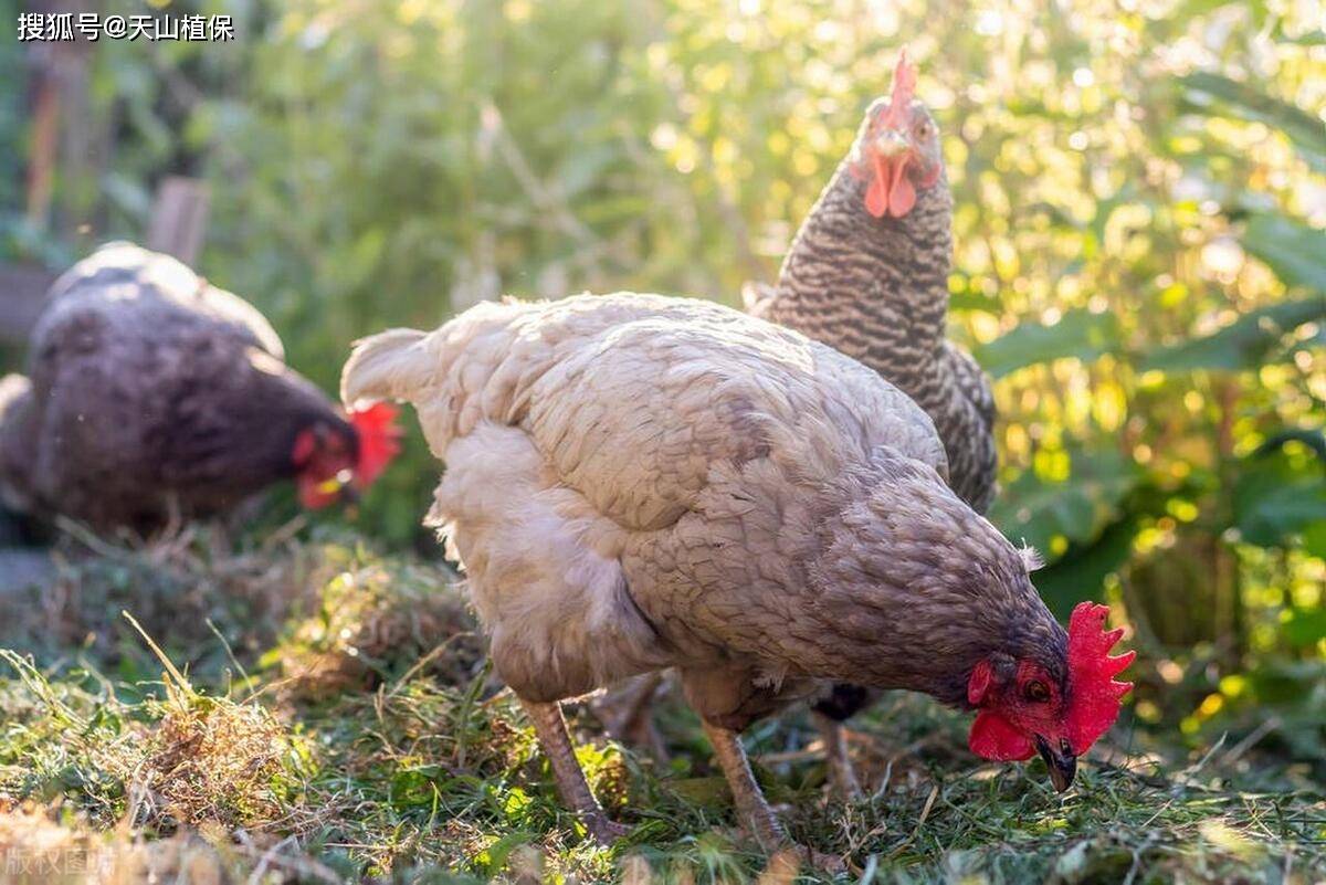 母鸡寿命的影响因素及管理策略_环境_遗传_品种