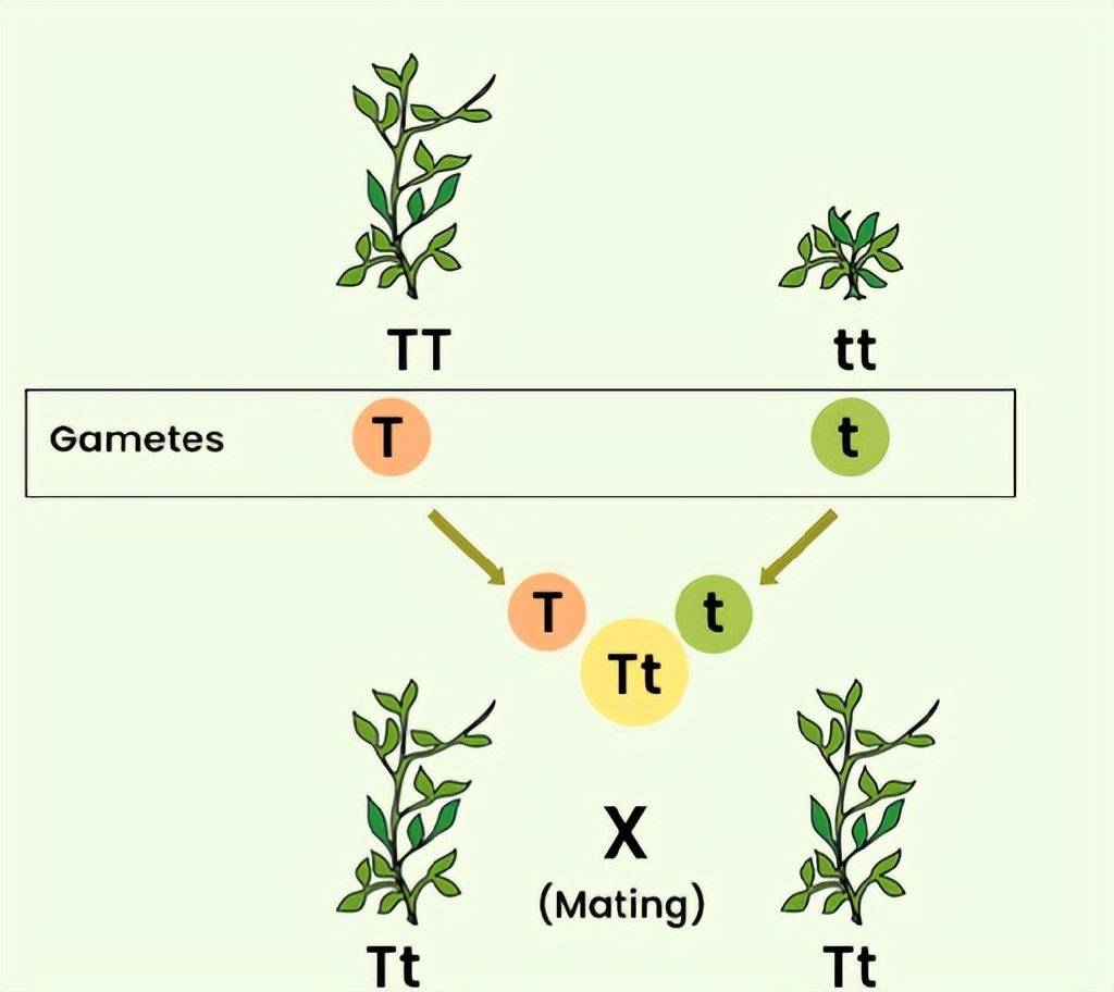 豌豆实验:一项超越时代的伟大研究,其思想起源仍然成谜_孟德尔_杂交