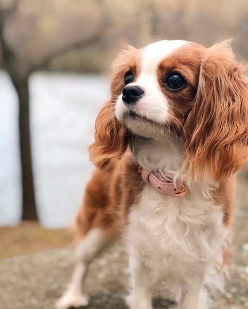 查理士王小猎犬看起来非常可爱,但它的颅骨装不下它的脑子,这是"脊髓
