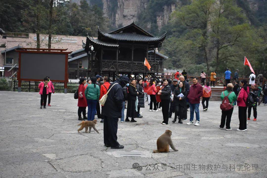 景區的猴子總是攻擊人怎麼辦,這裡有一份幫助指南