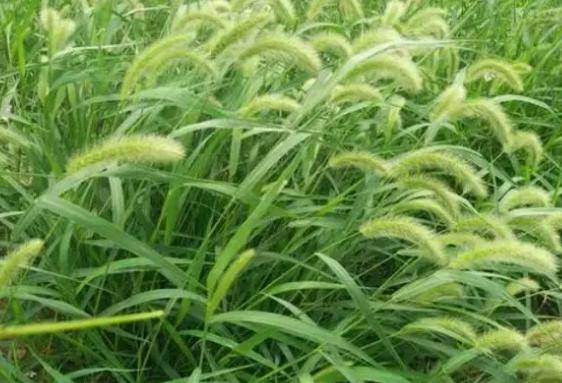 "狗尾巴草"其实是个宝,用它来煮水喝,或能帮助解决这6个问题_影响