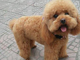 泰迪犬大便软怎么回事?