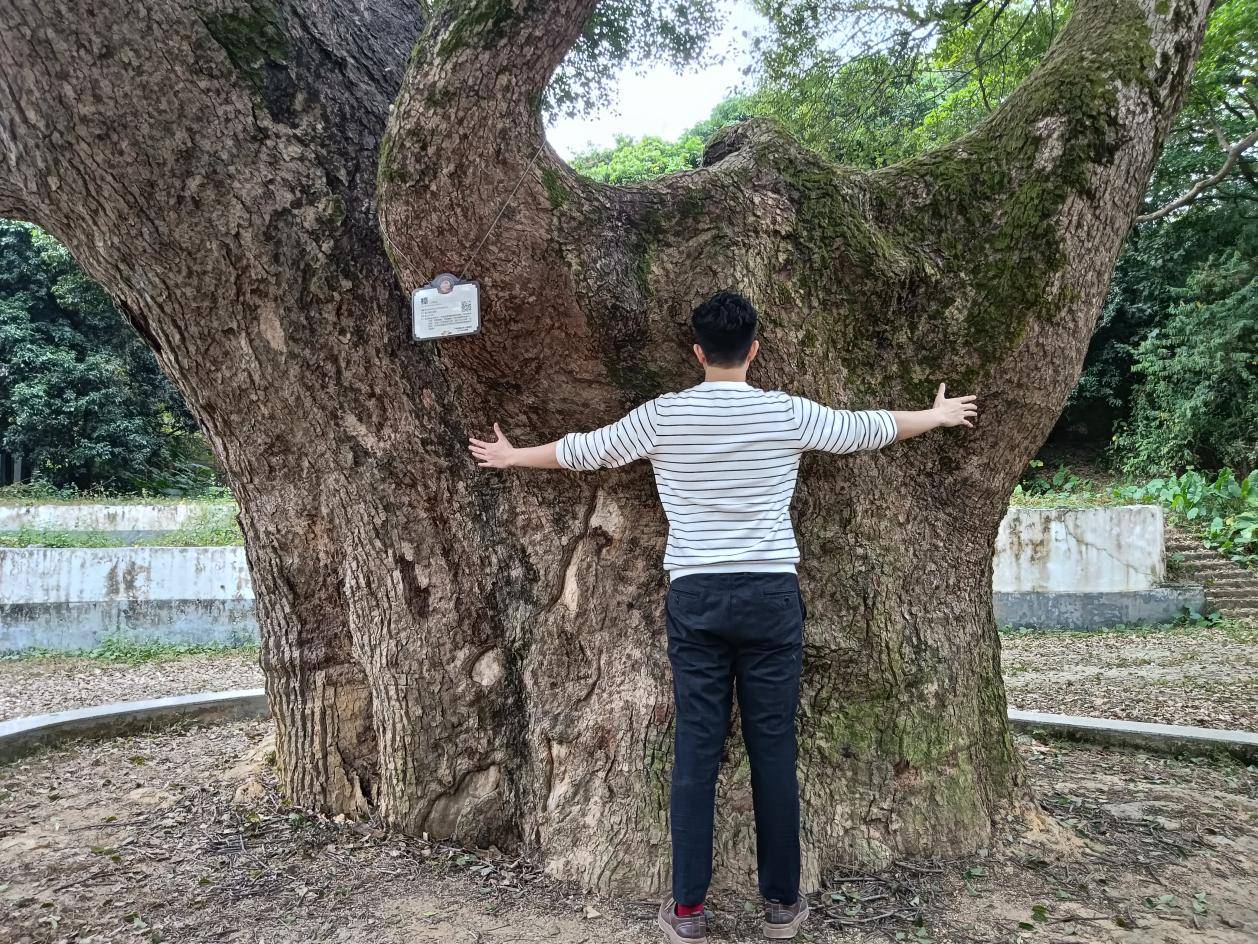 鹤山最古老的樟树 她今年650岁啦