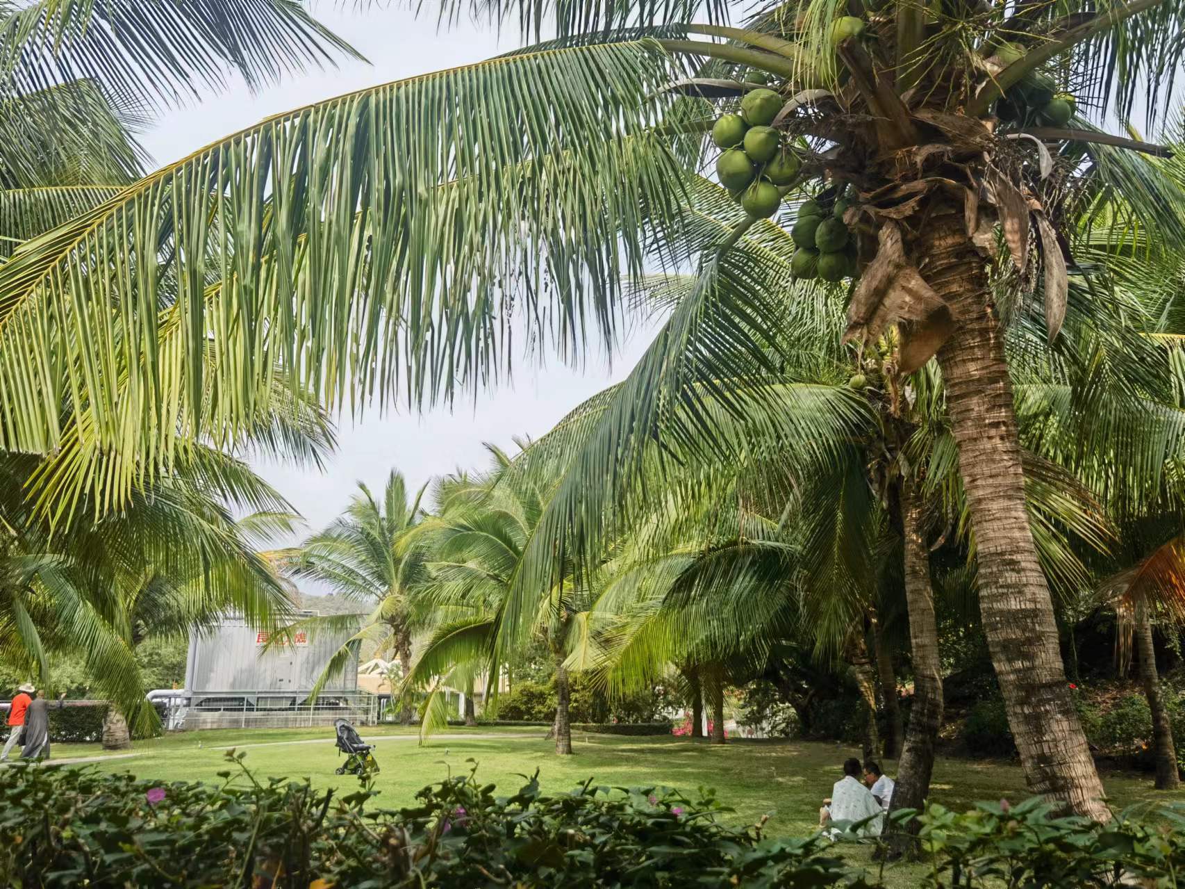 商山溯风而动,迎暖阳踏雪而行走进椰林摇曳,银沙闪烁抱着大美海湾北腔