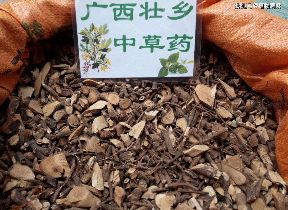 朱砂根,又叫大罗伞,黄金万两,有3大作用,价值极高,农民朋友要了解!