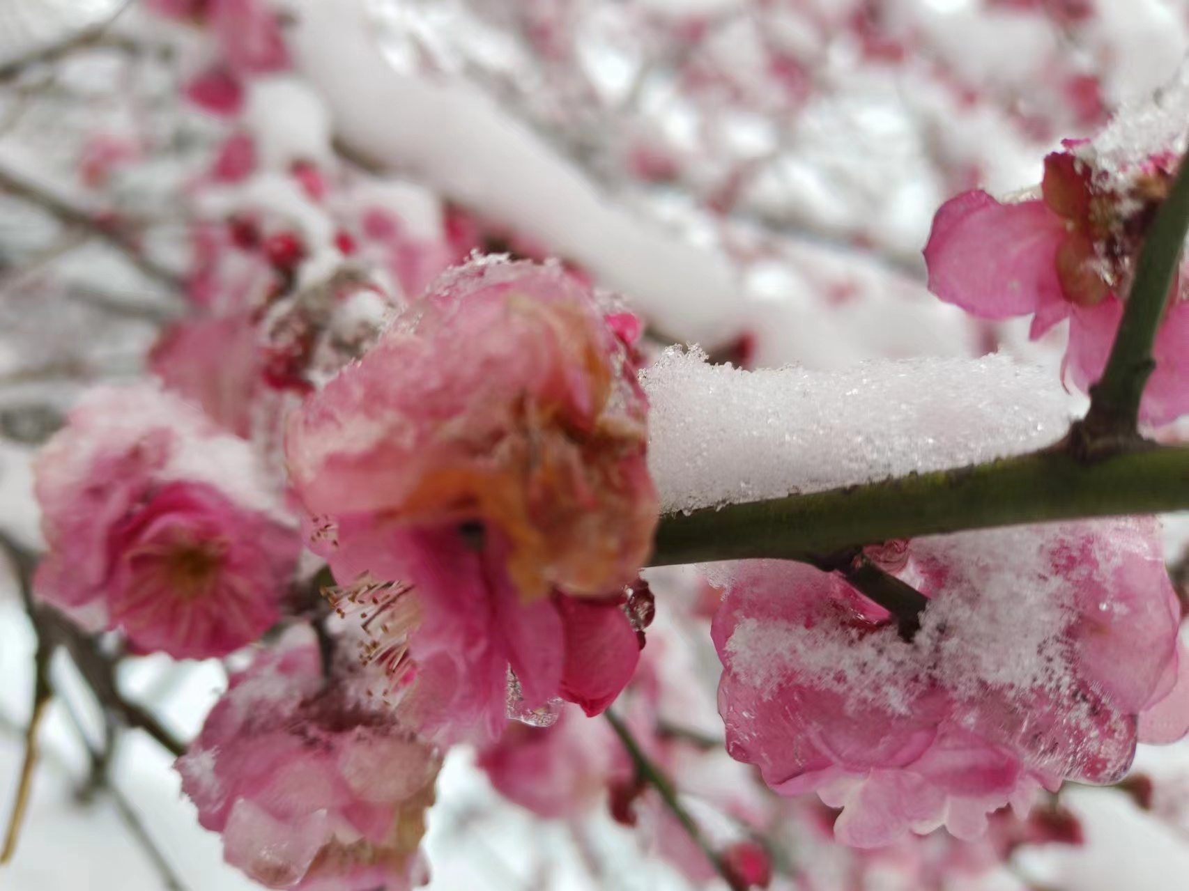 游历雅记:雪中游赏竹叶海梅岭岗小记