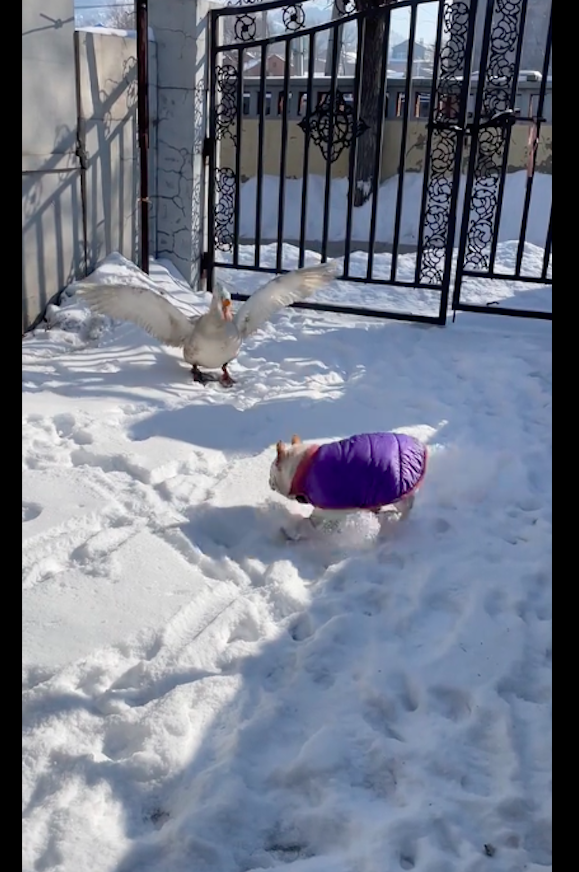 法斗回老家后追大鹅玩,下一秒却被大鹅反攻,吓得拔腿就跑太怂了