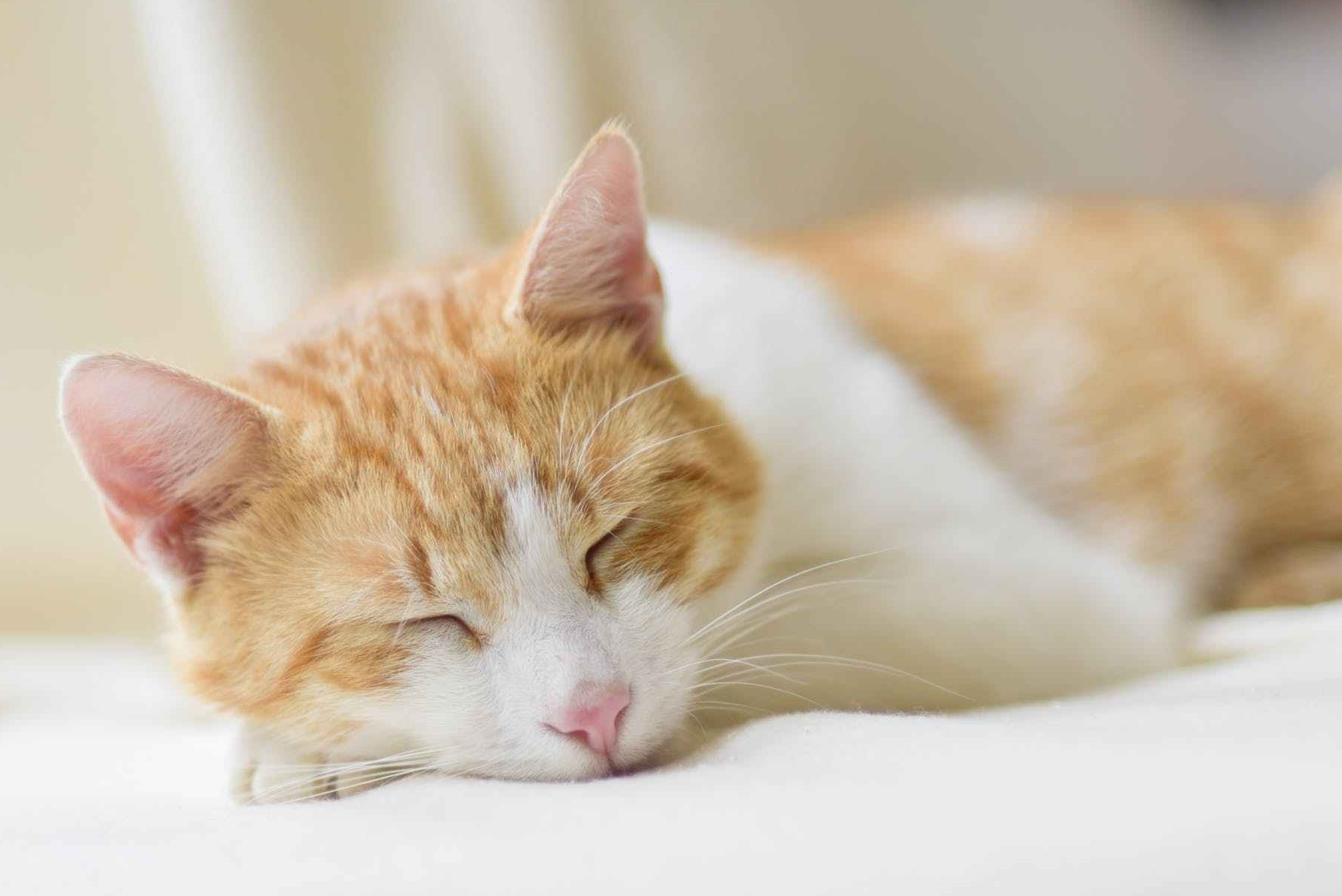 猫咪得了肾衰竭怎么办?铲屎官们先别急,肾衰也分急性