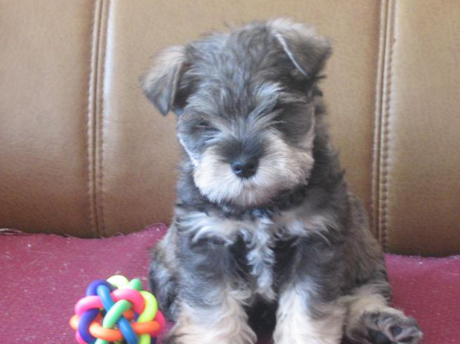 长得像小老头的小狗狗——雪纳瑞,很粘人的一种犬_疫苗_性格_因为