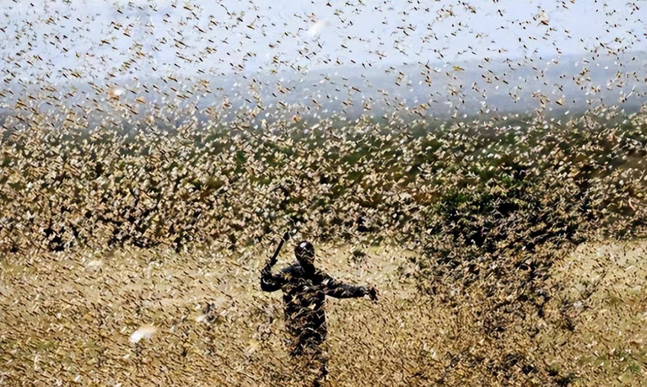 22年前,浙江10万鸭兵到新疆灭蝗虫,战果如何?