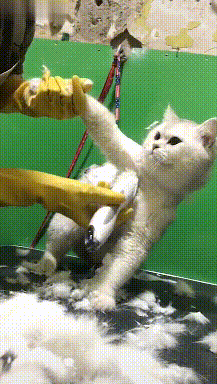 主人带猫咪去剪毛,猫:咯吱窝这块不能给我留点啊,非得剪完啊?