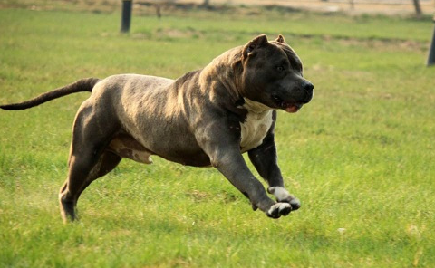 性格_主人_战斗力