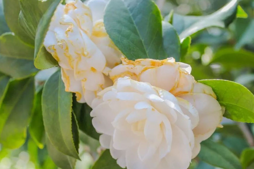 给它喂点这东西,茶花最爱!花准开得又大又香!