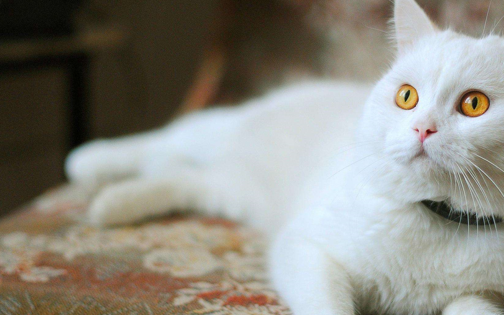壁纸 动物 狗 狗狗 猫 猫咪 小猫 桌面 1638_1024