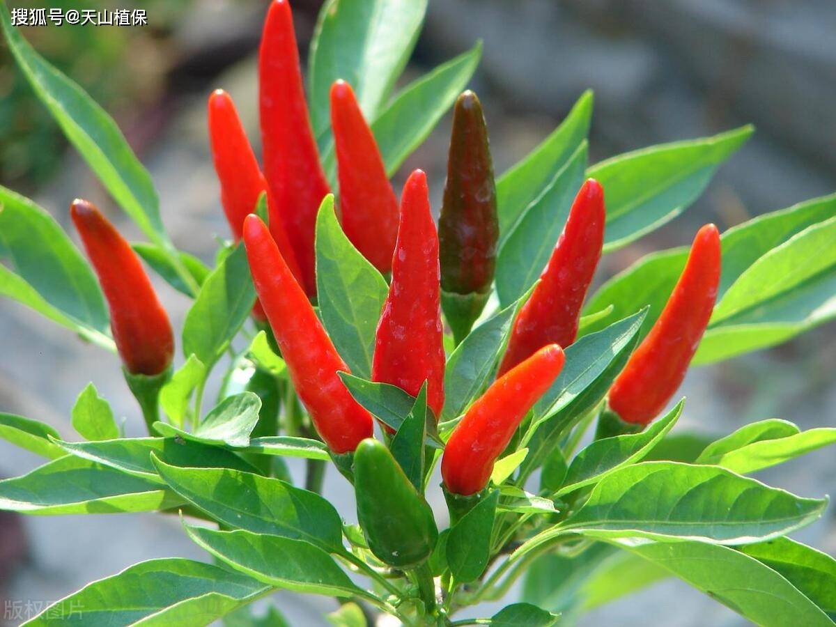 小米椒种植椒ㄓ爰际