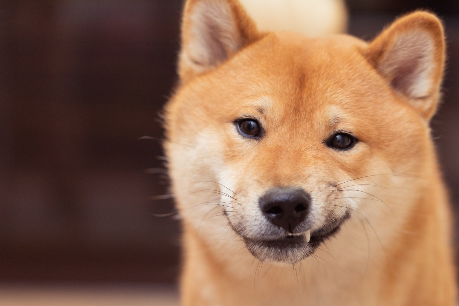 柴犬的dna最接近狼而非哈士奇?20个狗狗冷知识,资深懂