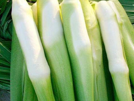 他的名字呢就是叫做茭白,相信很多人听了以后都特别的熟悉吧,尤其是