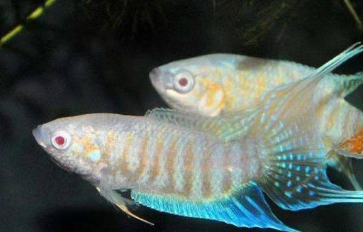 中国斗鱼,是西方人眼里最漂亮的斗鱼!_繁殖_品种_混养