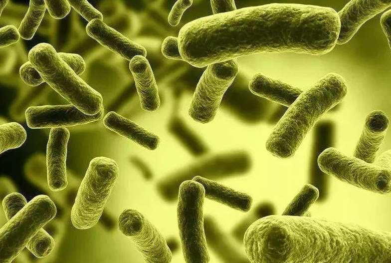 完善的水族生态系统只是个天方夜谭_硝化细菌_亚硝酸_阶段