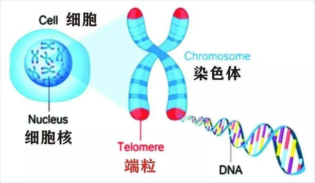 男性体细胞染色体图片